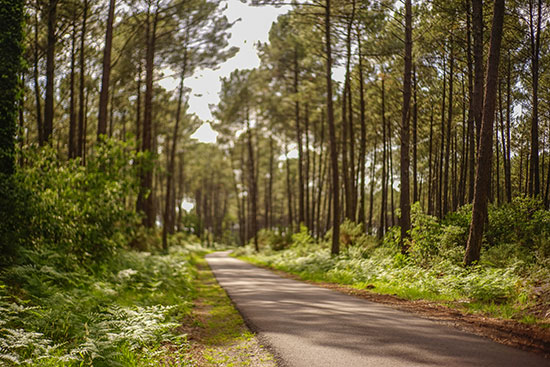 © La VeEin Fahrradweg in den Wäldern der Landes