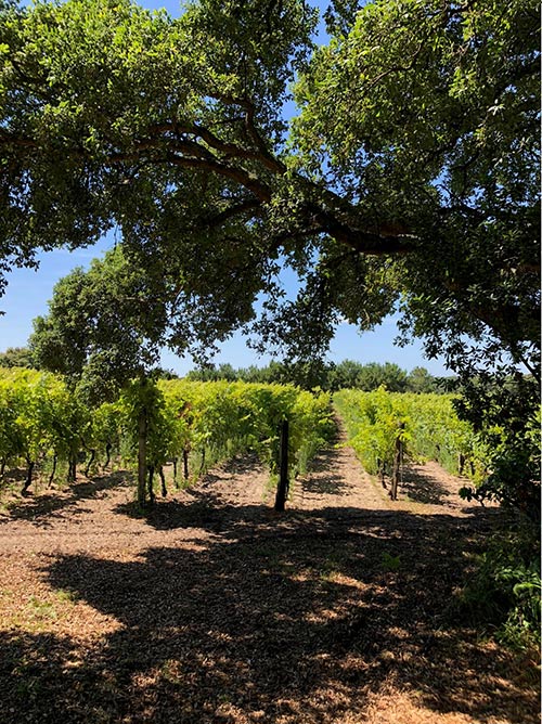 Blick auf die Weinberge des Weinguts Domaine de la Pointe
