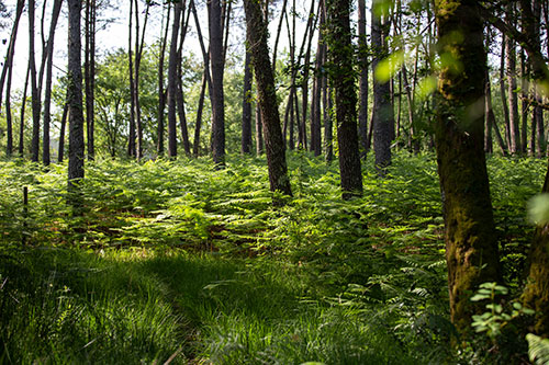 Die geschützten Wälder im regionalen Naturpark Landes de Gascogne
