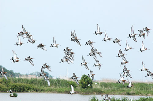 Die Lagunenlandschaft bei Rochefort zieht viele Vögel an.